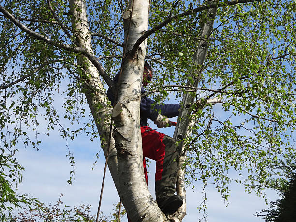 Best Arborist Consultation Services  in Rio, WI
